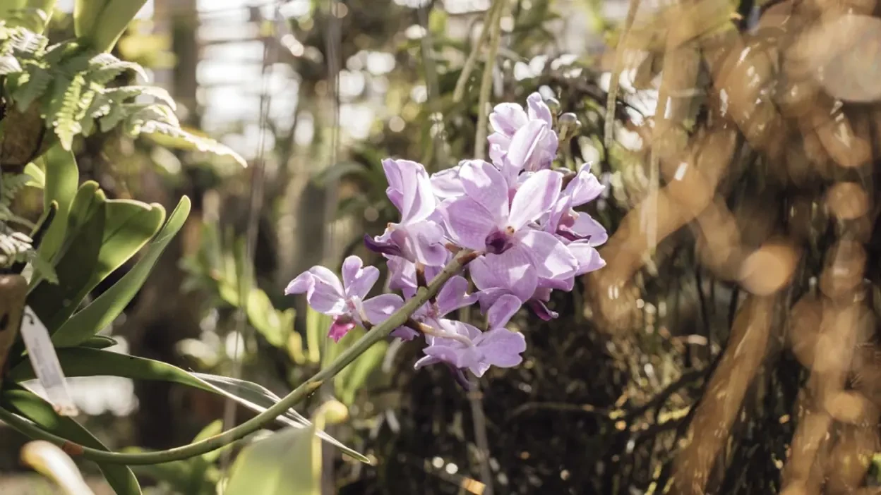 Guerlain Orchidarium Experience
