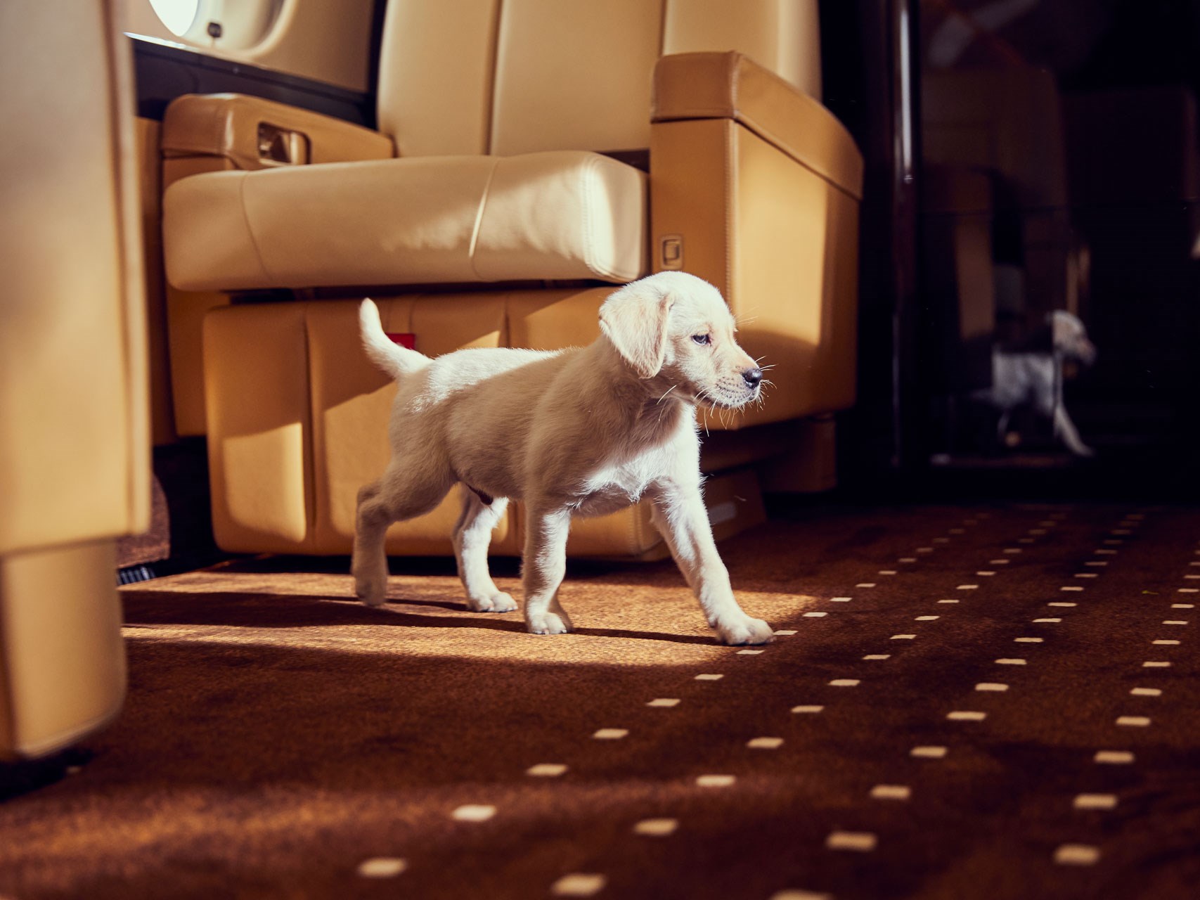 VistaJet, dog on board private jet