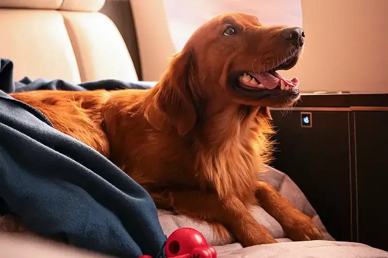 VistaPet, inflight amenity kits