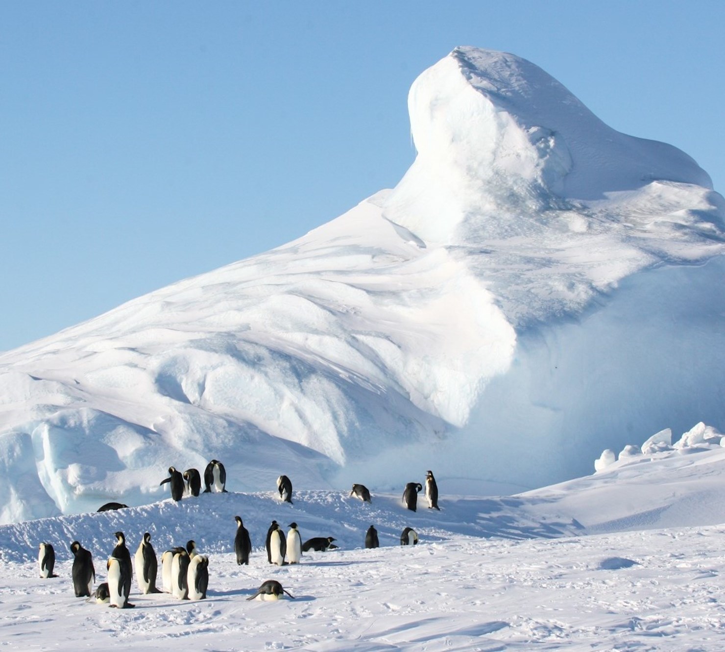 Contribute to Antarctica Biodiversity