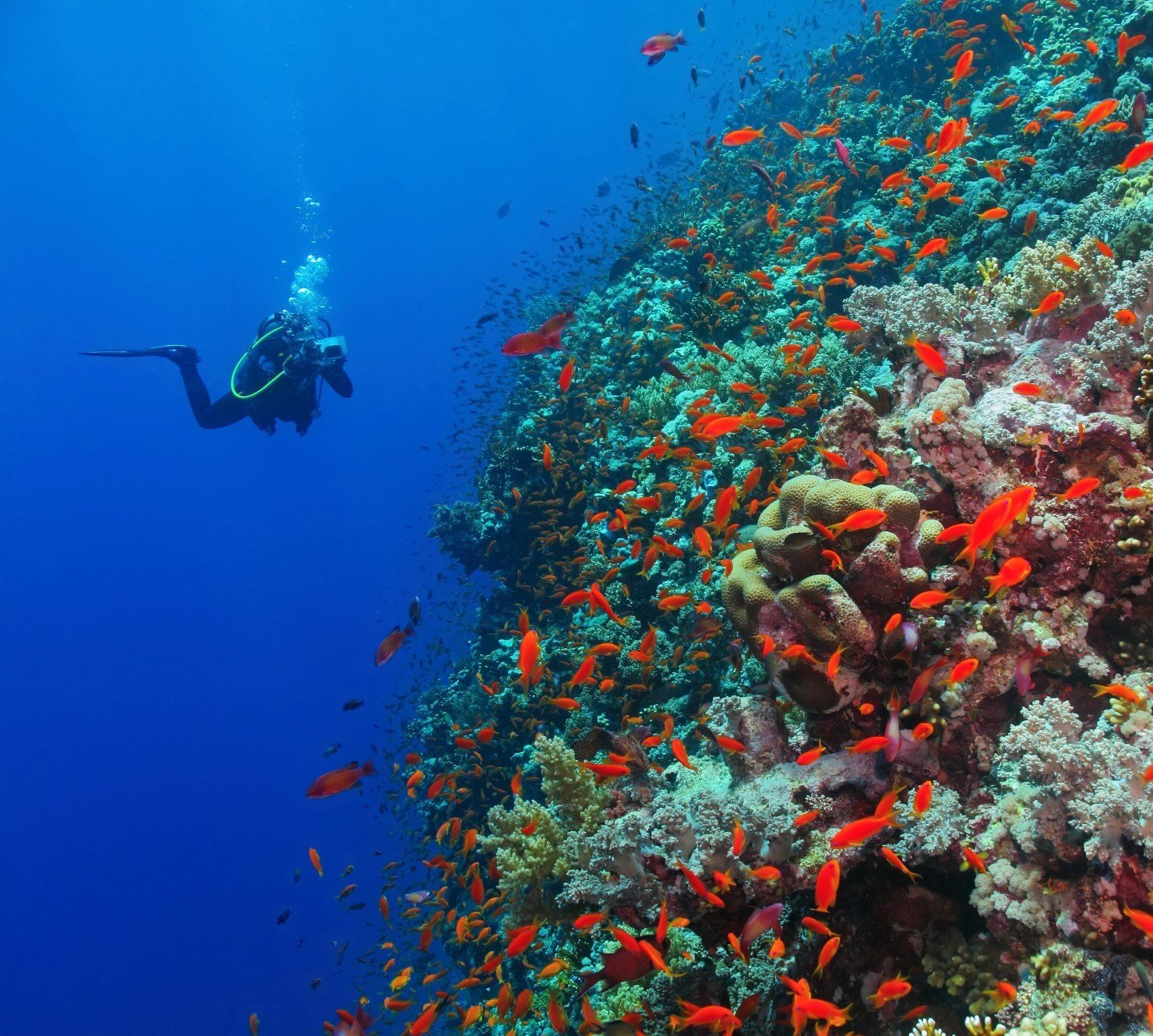 Preserve the Pristine Atolls of the Red Sea
