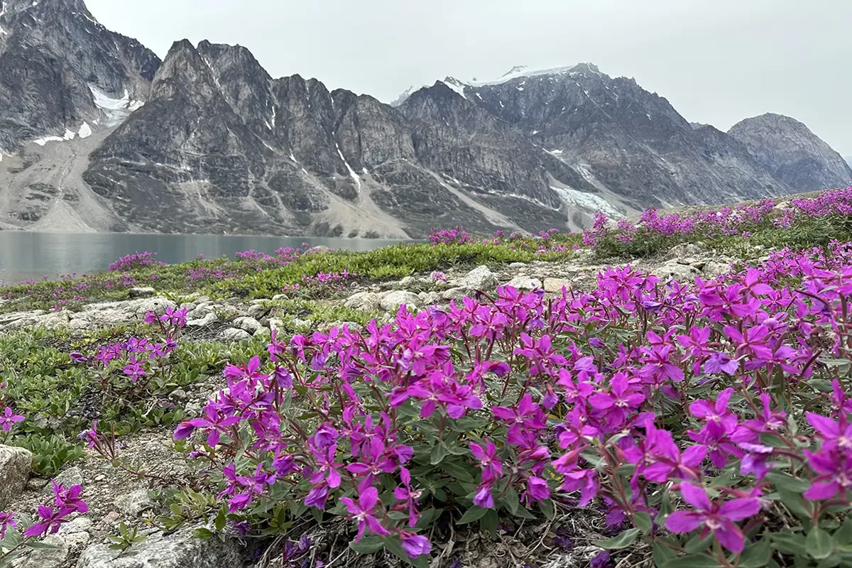 Flowers of the Arctic