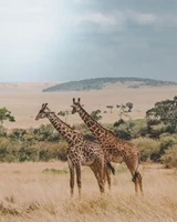 Giraffes in the safari