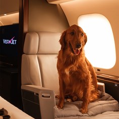 A dog sitting In a VistaJet Cabin chair