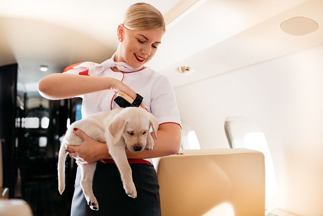 VistaPet, pets on private jets